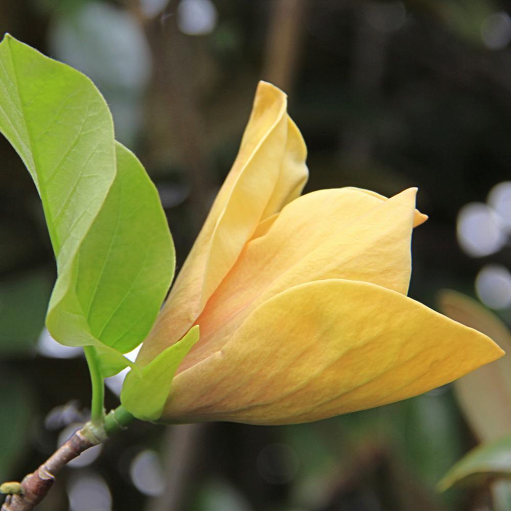 Spring Hill Nurseries 2 65 Qt Pot Judy Zuk Magnolia Live Deciduous Spring Hill Nurseries 2 65 Qt Pot Judy Zuk Magnolia Live Deciduous Tree Yellow