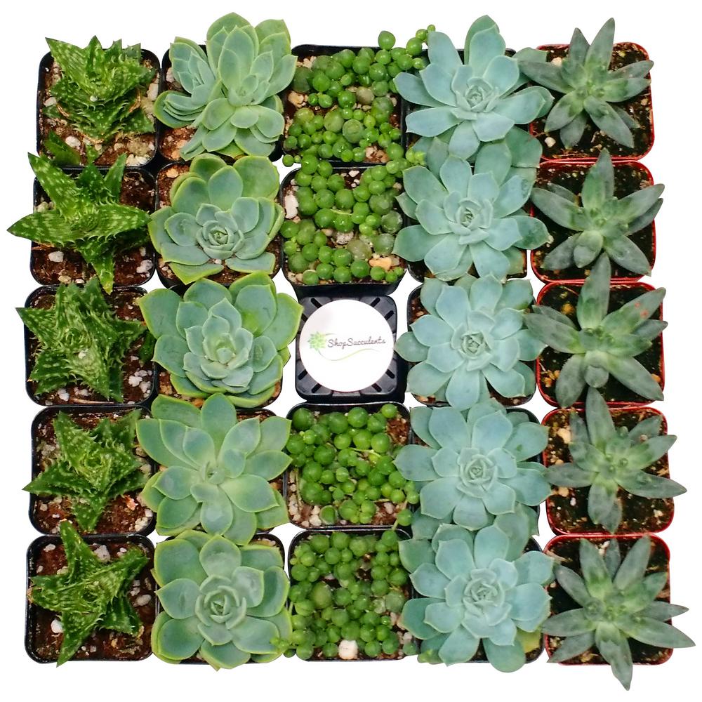2 in. Green Succulent (Collection of 256)G256 The Home