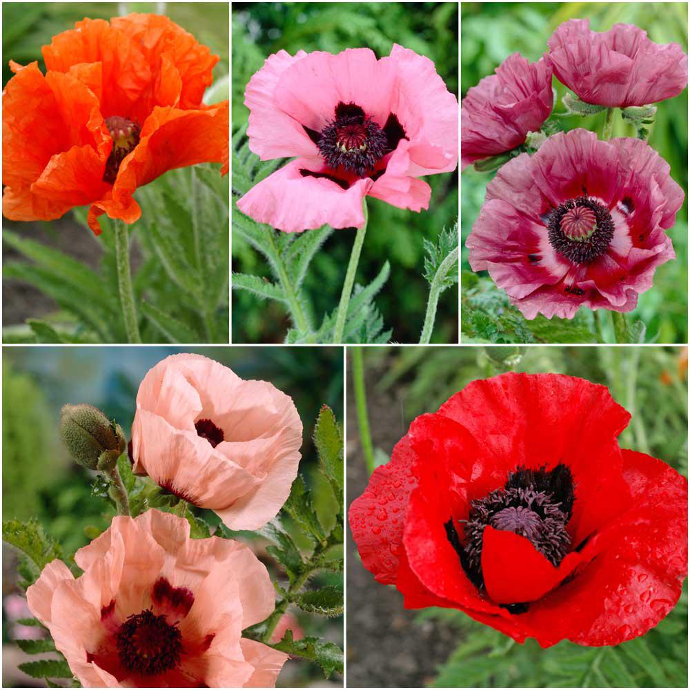 Bloomsz Colourful Oriental Poppy Collection (5Pack)09002 The Home Depot