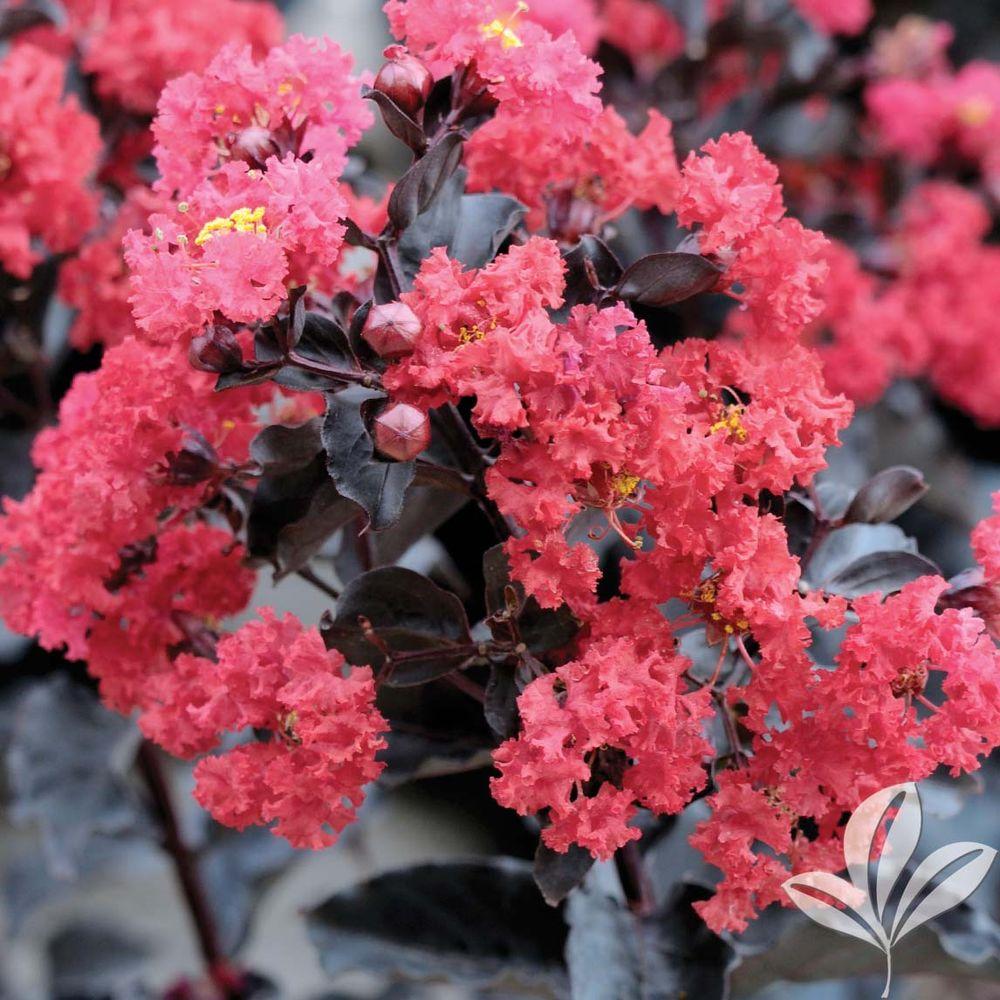 Crape Myrtle - Trees - Trees 