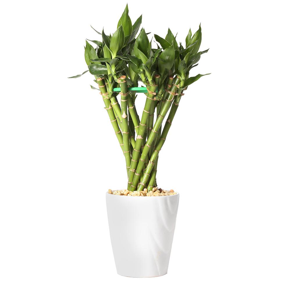 medium lucky bamboo tunnel braid in 45 in samba diamond white ceramic - White Flowering House Plants medium lucky bamboo tunnel braid in 45 in samba diamond white ceramic - White Flowering House Plants