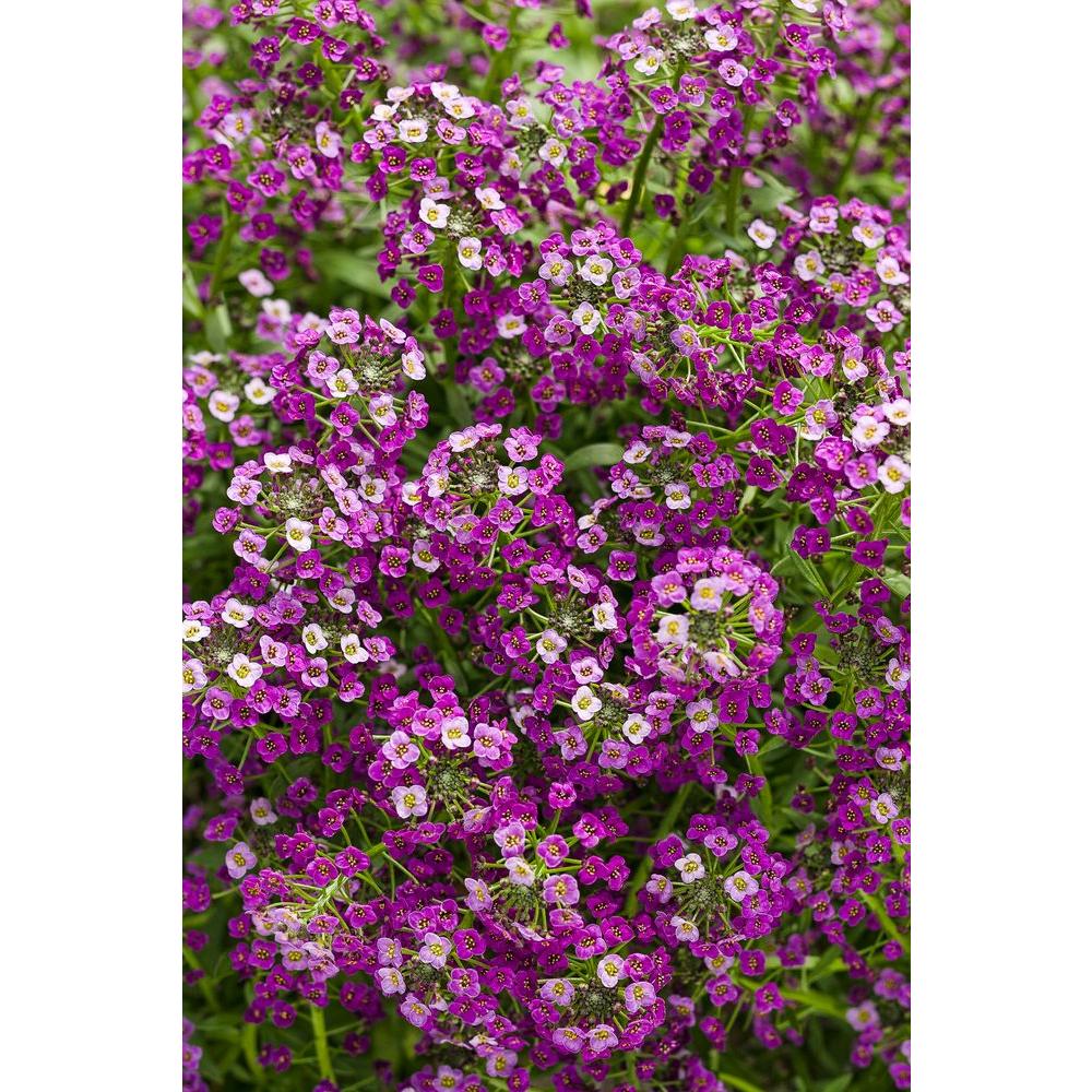 Proven Winners Dark Knight Sweet Alyssum (Lobularia) Live Plant, Purple