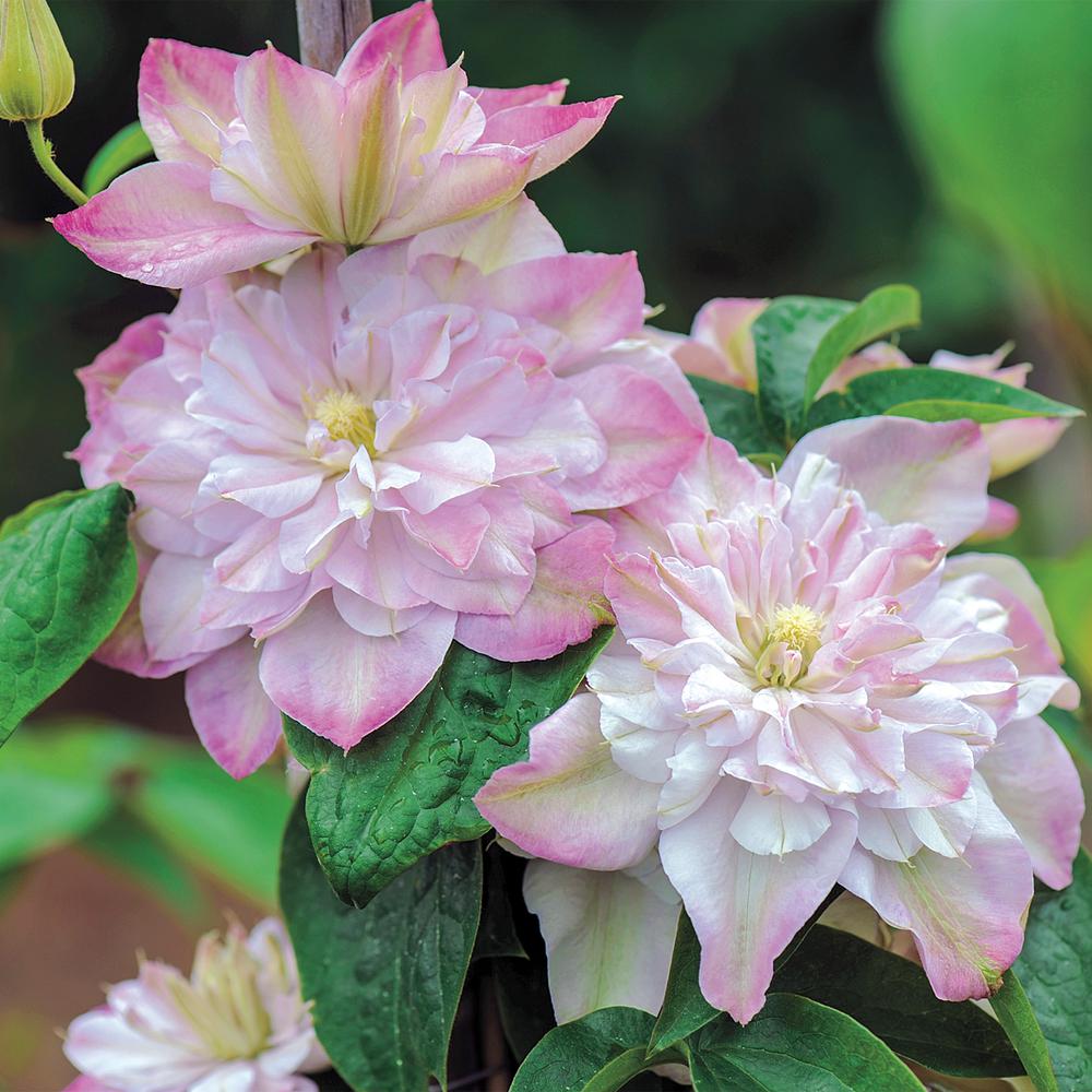 Spring Hill Nurseries 3 In Pot Innocent Blush Clematis Vine Live 3 In Pot Innocent Blush Clematis Vine Live Perennial Plant With Pink Flowers 1 Pack