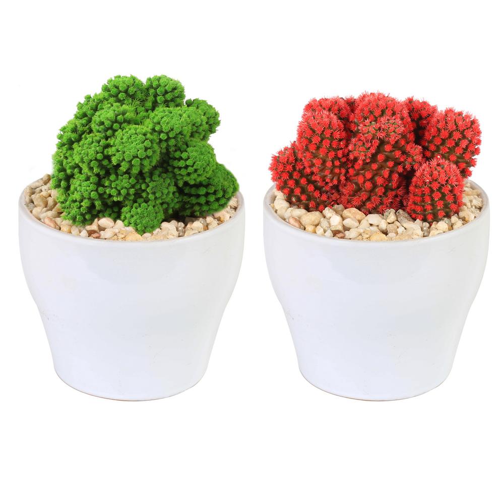 Christmas Plants Flowers Indoor Decorations The Home Holiday Live Desert Gems Cacti In 4 White Euro Ceramic Grower S Choice Red