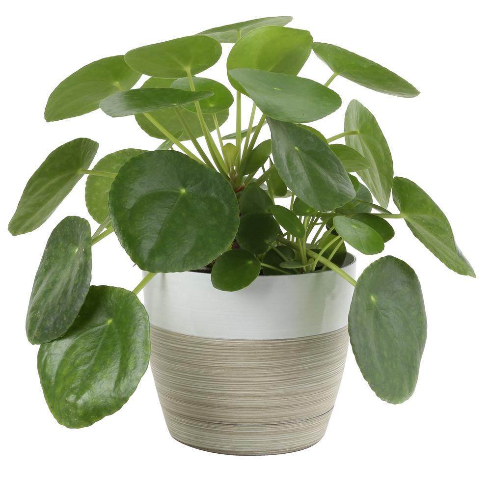 Pilea Peperomioides Sharing Plant in 6 in. Contemporary Planter