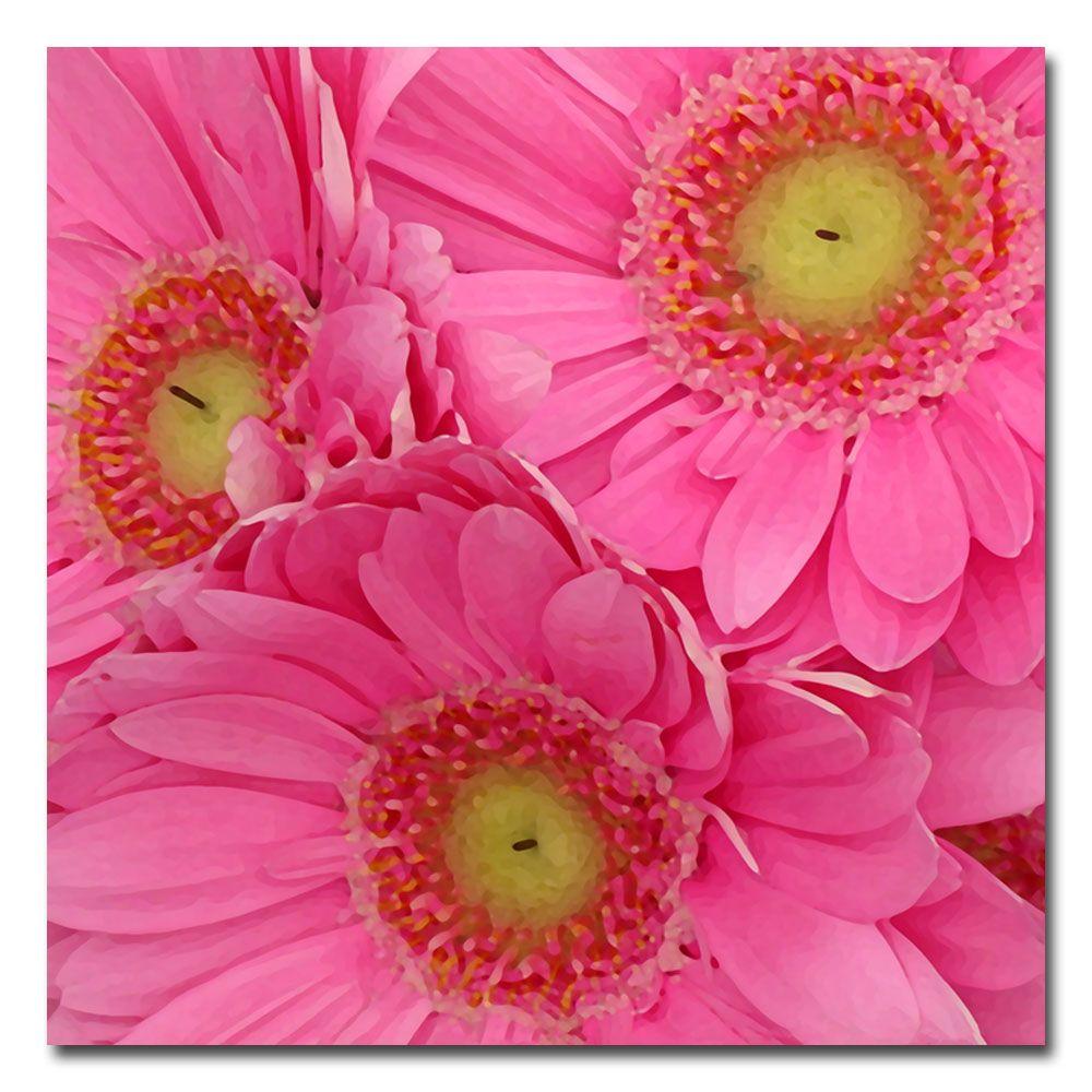 35 in. x 35 in. Pink Gerber Daisies Canvas ArtAV0018C3535GG The