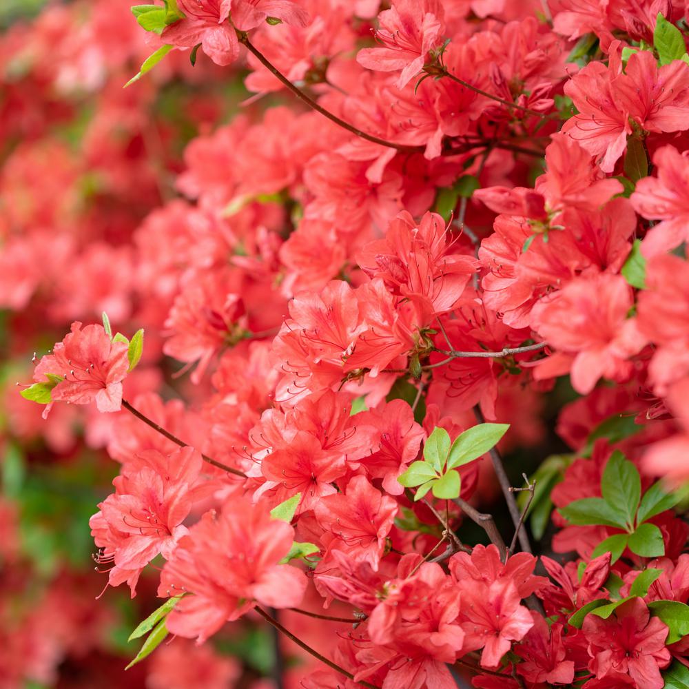 National Plant Network 2 5 Qt Azalea Flame Creeper Flowering Shrub With Red Orange Flowers Hd7035 The Home Depot