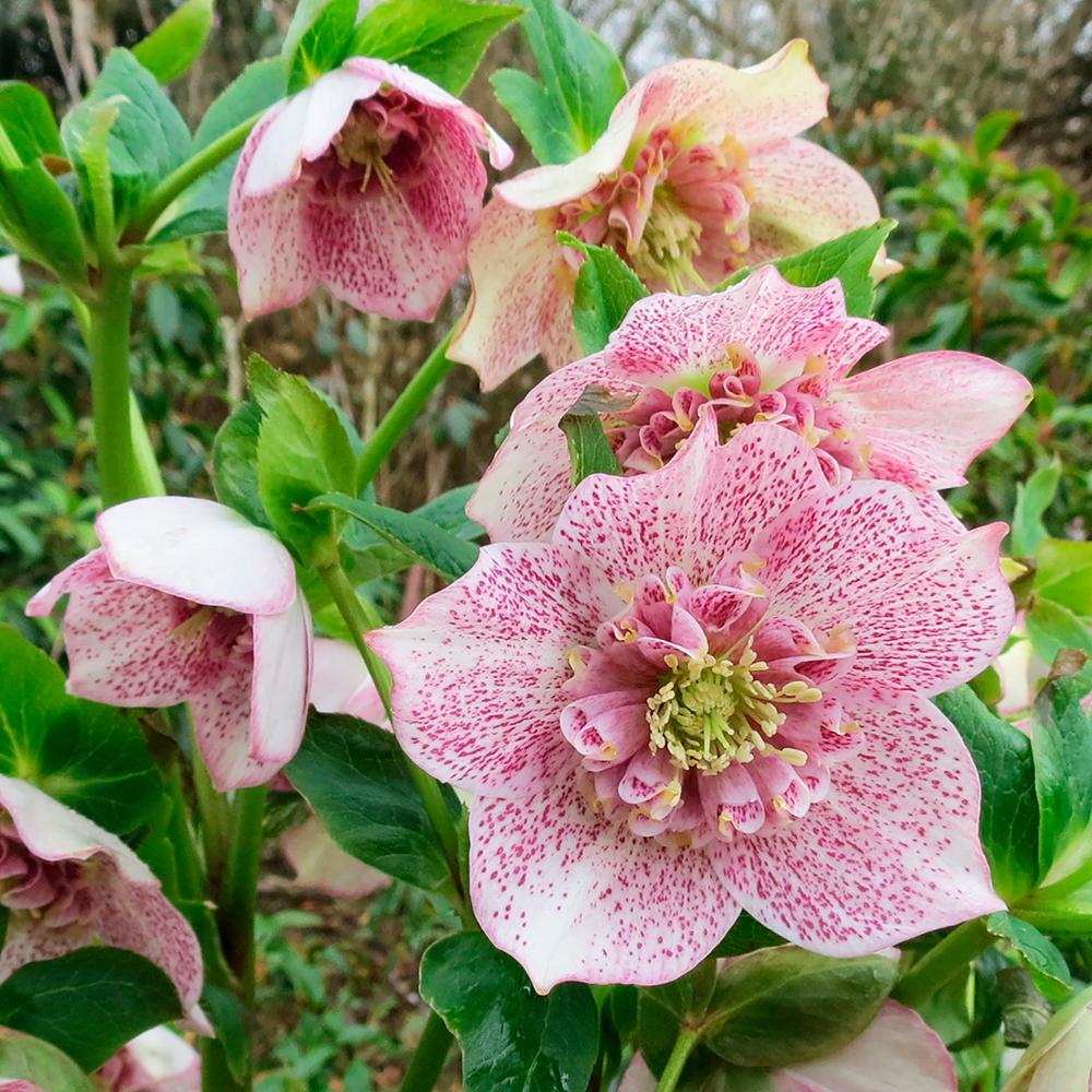 Spring Hill Nurseries 2 50 Qt Pot Tutu Lenten Rose Helleborus 2 50 Qt Pot Tutu Lenten Rose Helleborus Live Perennial Plant Pink Flowers 1 Pack