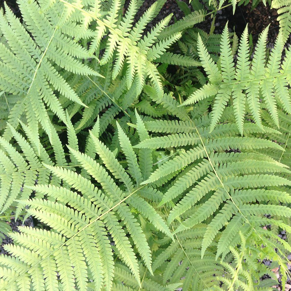 2 5 Qt Southern Wood Fern Live Evergreen Plant Soft Green Foliage 