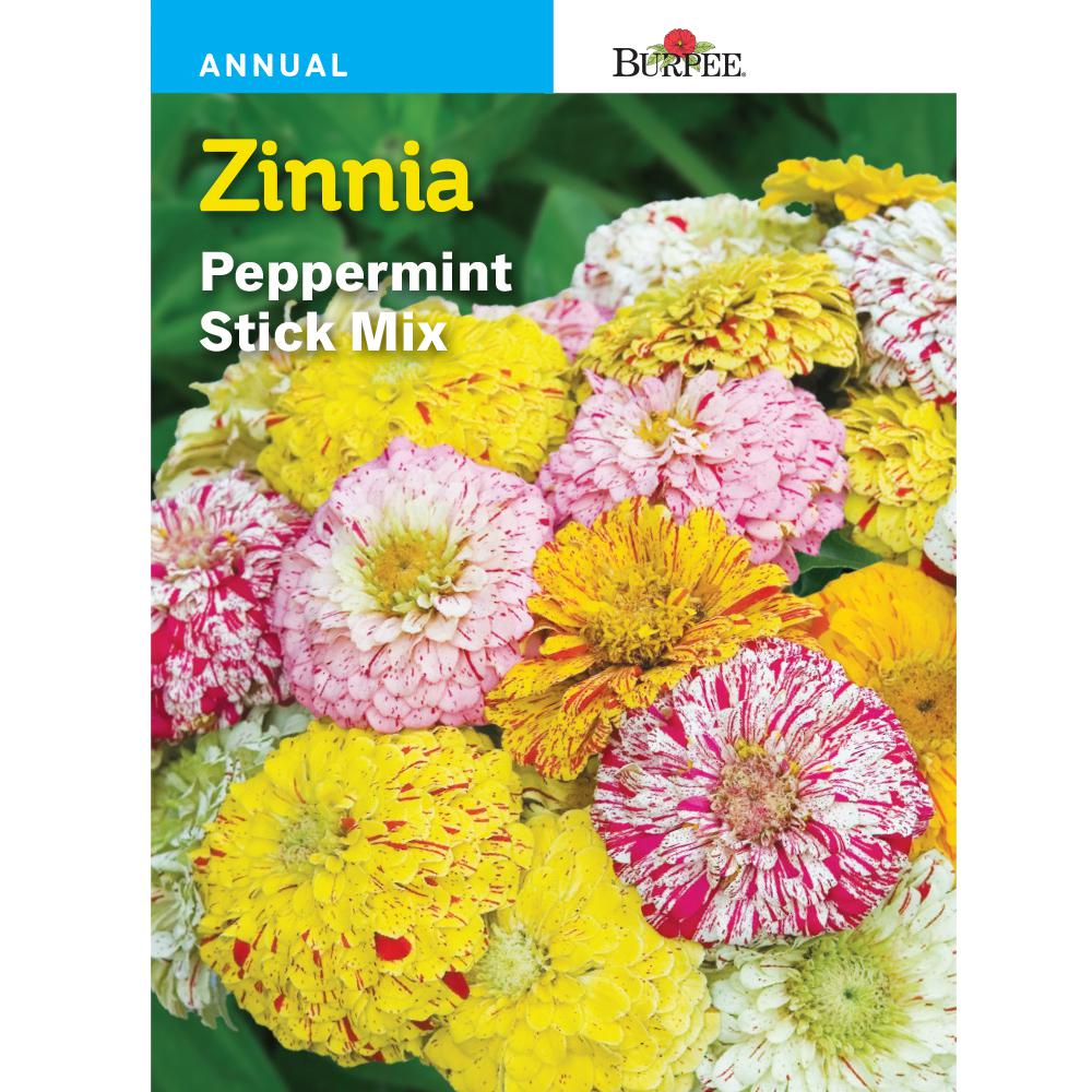 25 Peppermint Stick Mix Zinnia Seeds