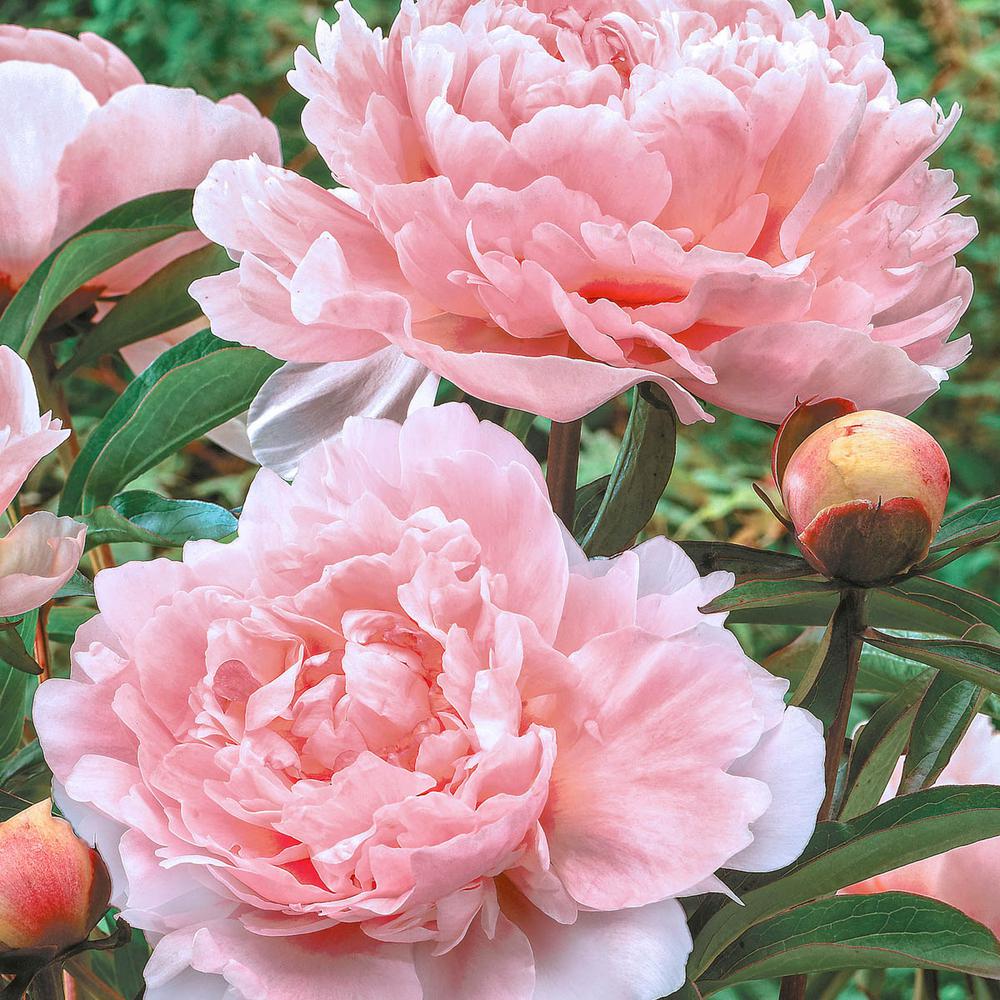 Spring Hill Nurseries Pillow Talk Peony (Paeonia), Live