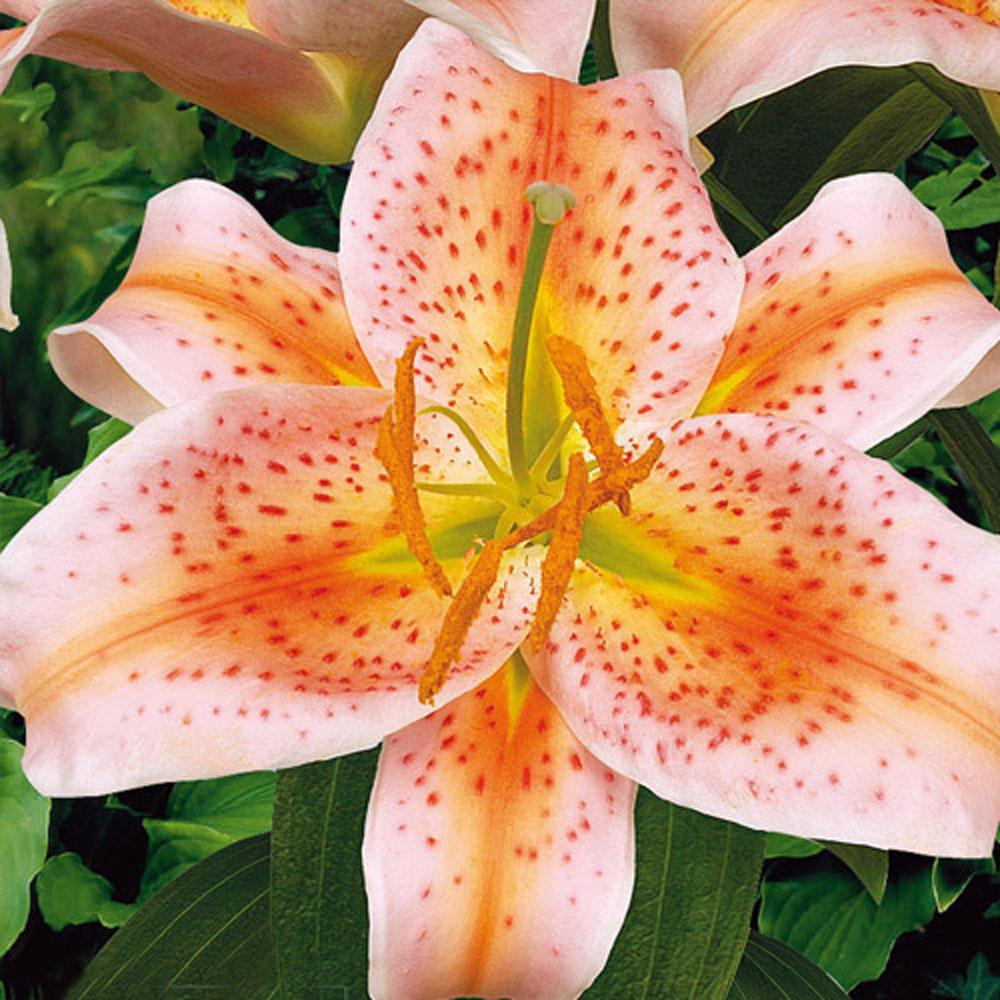 Breck's Oriental Lily Salmon Star Bulbs (5-Pack)-01406 - The Home Depot