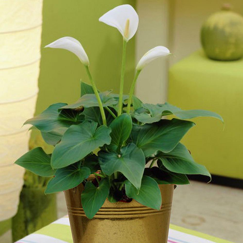 Van Zyverden Calla Kit Bulbs with Artisan Decorative Planter87222