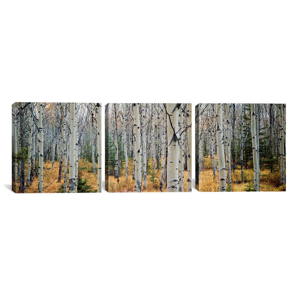 Icanvas Aspen Trees In A Forestalberta Canada By Panoramic Images Canvas Wall Art Pim6360 3pc6 60 The Home Depot - Multiple Canvas Wall Art Trees Icanvas Aspen Trees In A Forestalberta Canada By Panoramic Images Canvas Wall Art Pim6360 3pc6 60 The Home Depot - Multiple Canvas Wall Art Trees