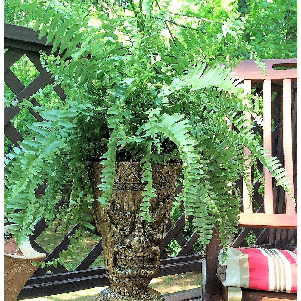 Homestyles 24 In Friki Tiki Full Tikette With Large Planter Makaha Face Natural Finish Beach And Garden Statue 14114 The Home Depot - Tiki Garden Statue Planter Homestyles 24 In Friki Tiki Full Tikette With Large Planter Makaha Face Natural Finish Beach And Garden Statue 14114 The Home Depot - Tiki Garden Statue Planter