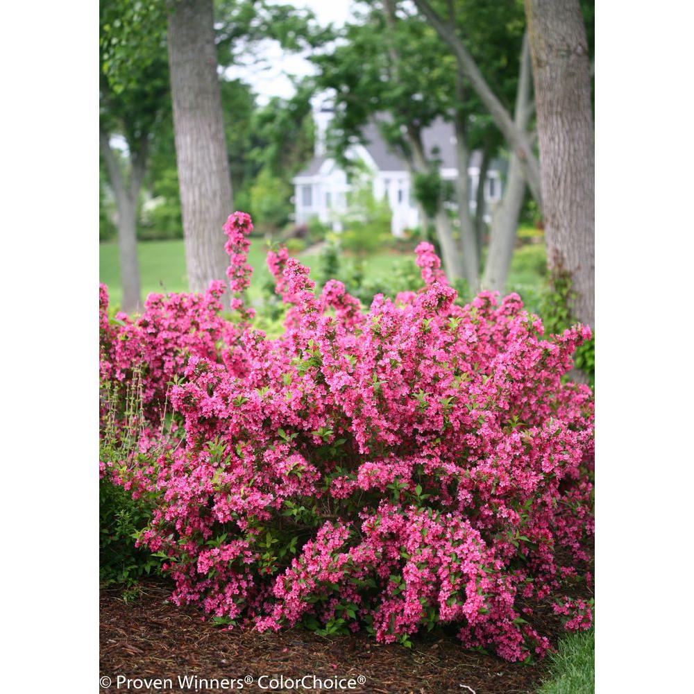 Hot Pink Shrubs Trees Bushes The Home Depot Sonic Bloom Pink Reblooming Weigela Florida Live Shrub Flowers