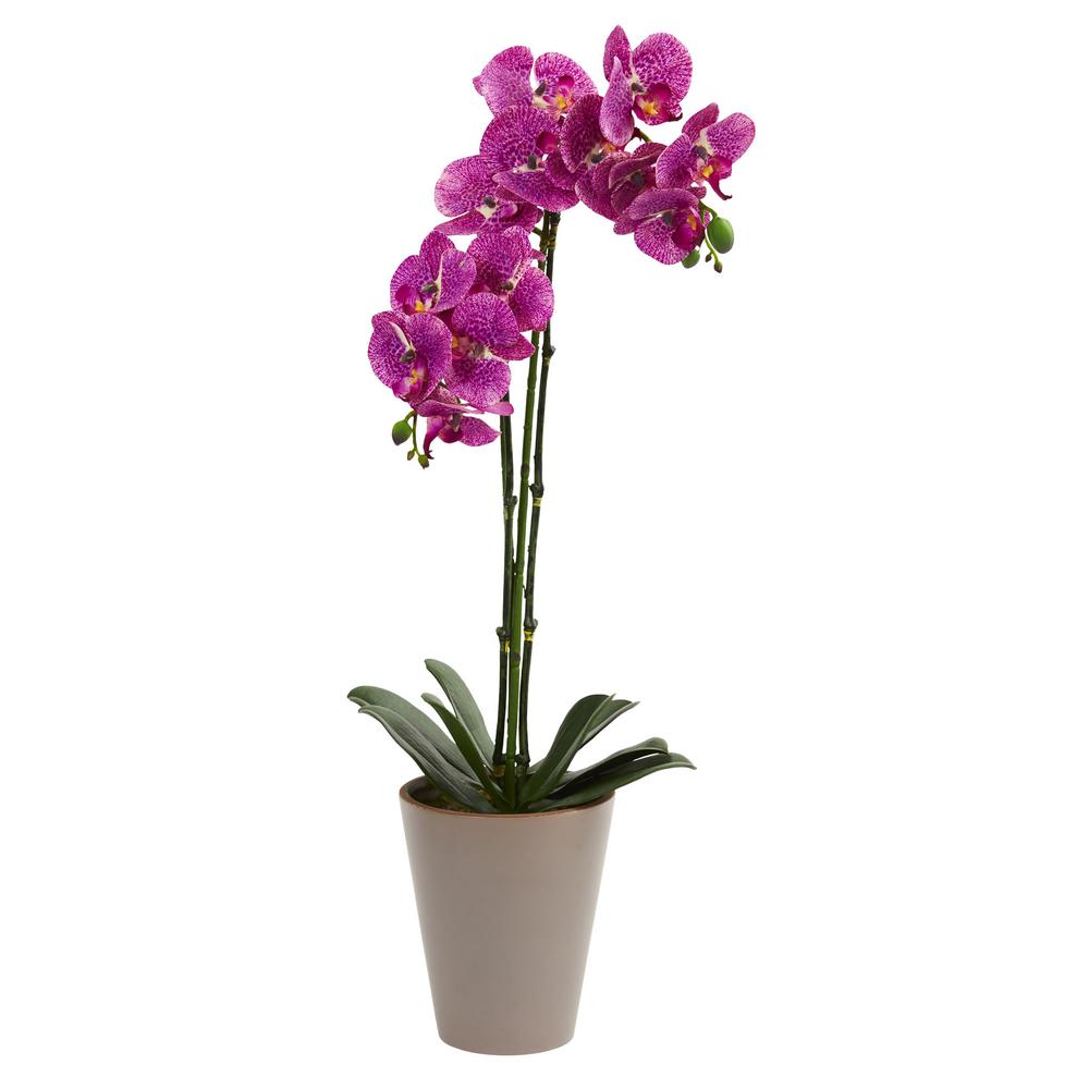 Phalaenopsis Orkide Phalaenopsis Orkide