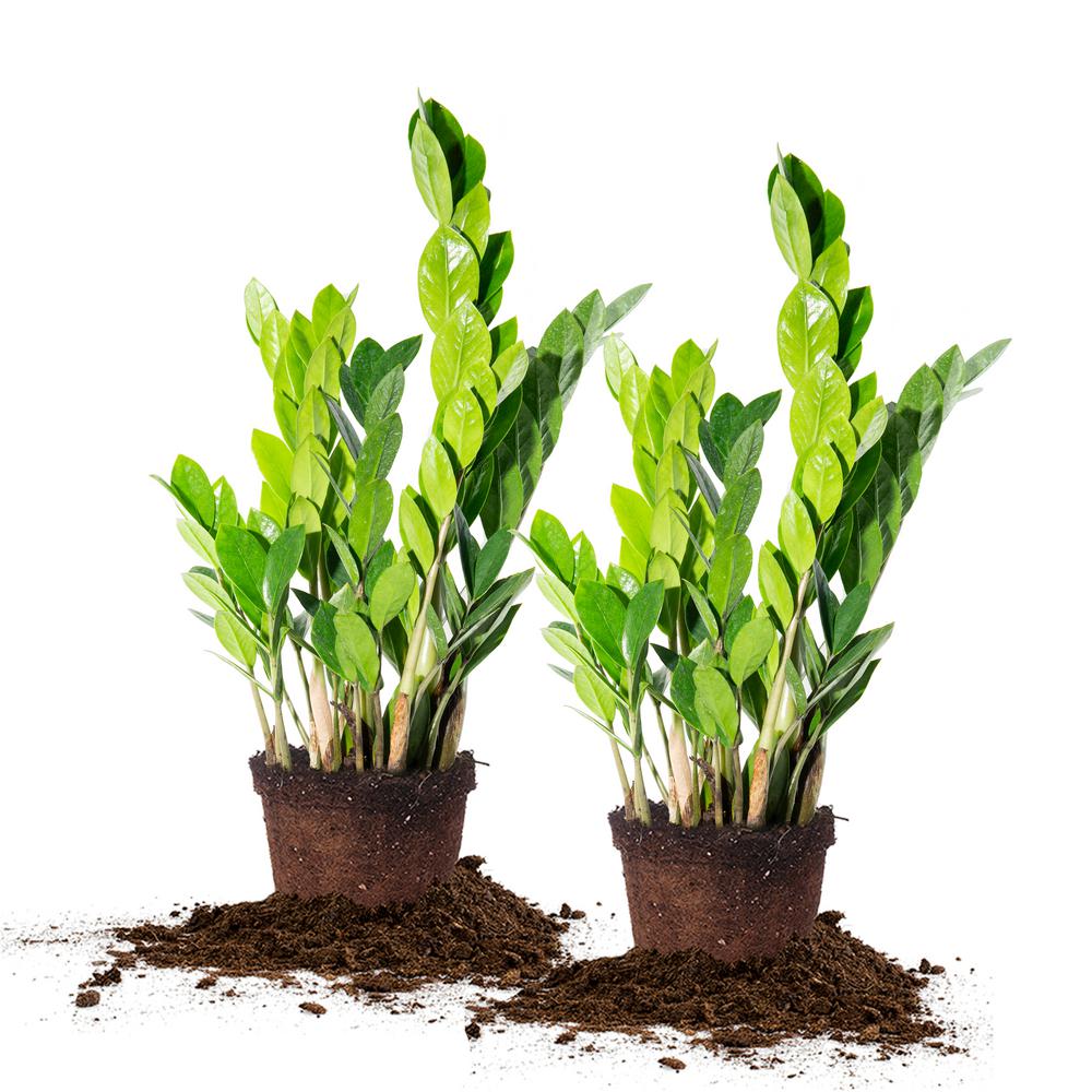 Perfect Plants ZZ Plant 6 in. Pot (2Pack)THD100005 The