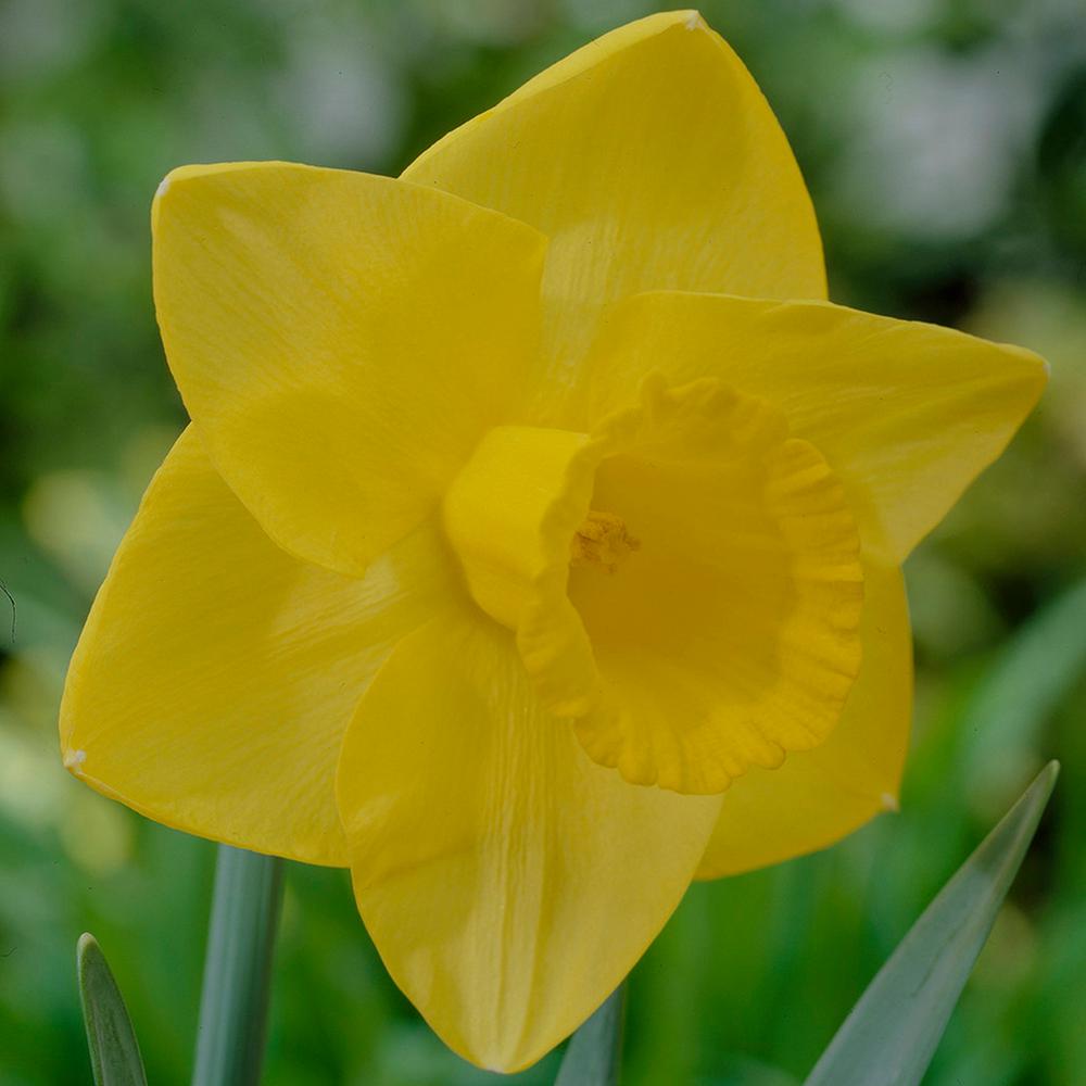 Van Zyverden Daffodils Bulbs Goldfinger Set Of 12 87030 The Home Van Zyverden Daffodils Bulbs Goldfinger Set Of 12