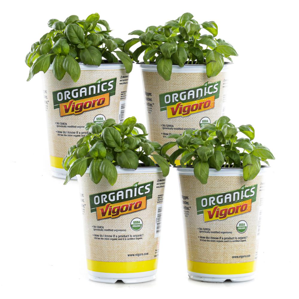 Vigoro 1.71 pt. Organic Sweet Genovese Basil Plants (4Pack)BASGEN000