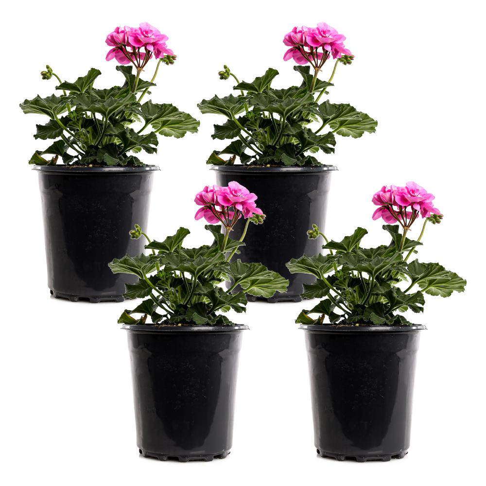 1 Gal. Pink Geranium Plant (4-Pack)-GERSAVSP3-GP4 - The Home Depot