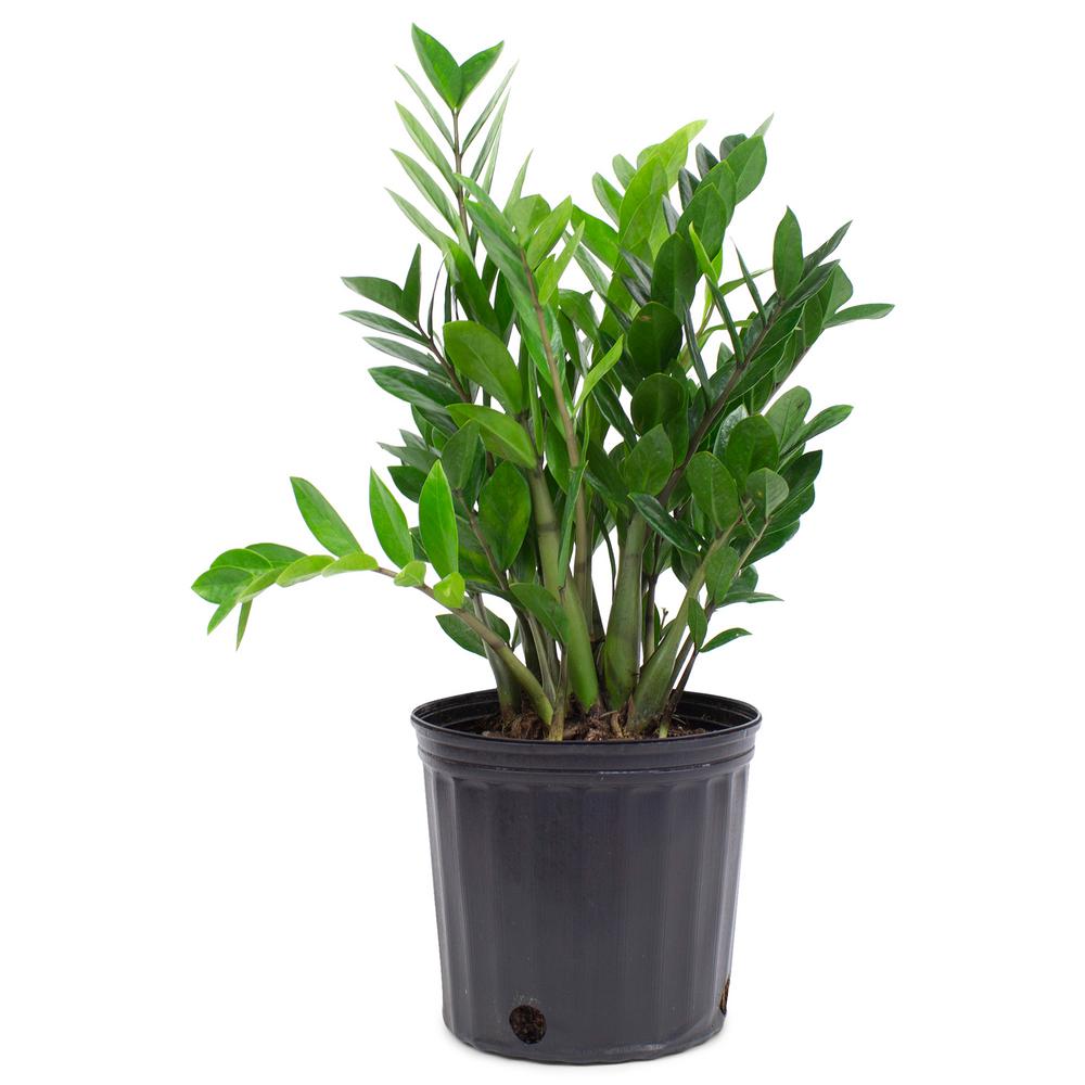 Pure Beauty Farms 1.9 Gal. Zanzibar Gem Zamioculcas ZZ Plant in 9.25 in