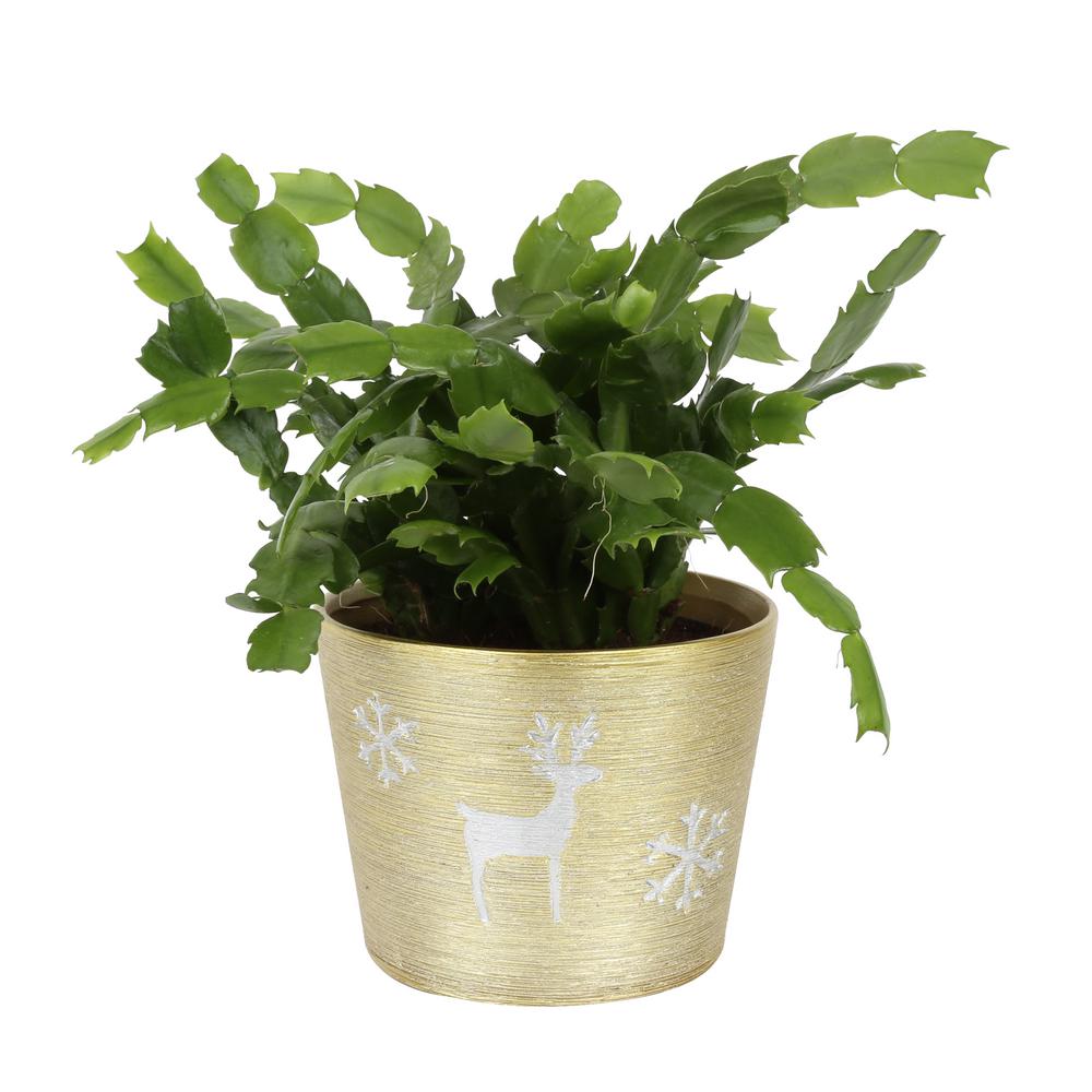 Costa Farms 6 in. Fresh Christmas Cactus Grower's Choice ...