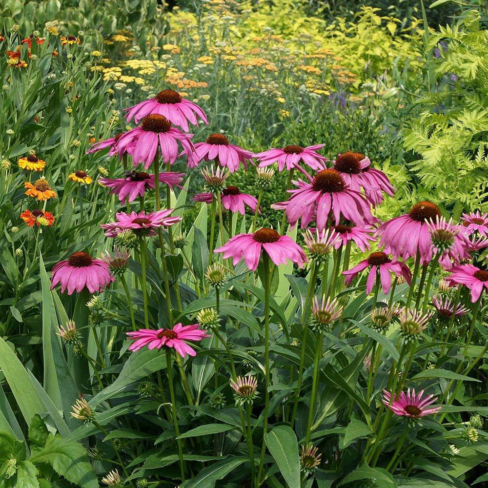 Unbranded 4.5 in. Qt. PowWow Wild Berry Echinacea (Cone Flower), Live ...