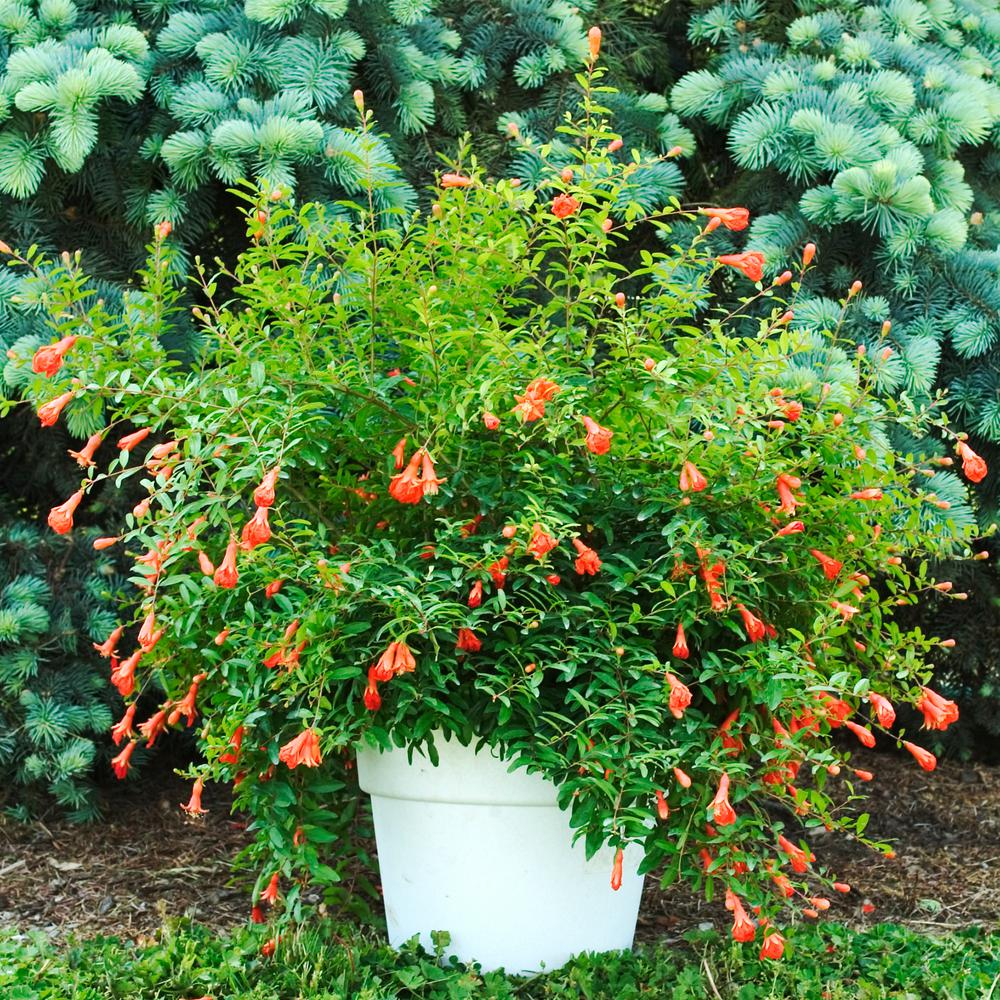Gurney S 3 In Pot Dwarf Pomegranate Punica Live Fruiting Tropical Gurney S 3 In Pot Dwarf Pomegranate Punica Live Fruiting Tropical Plant Orange