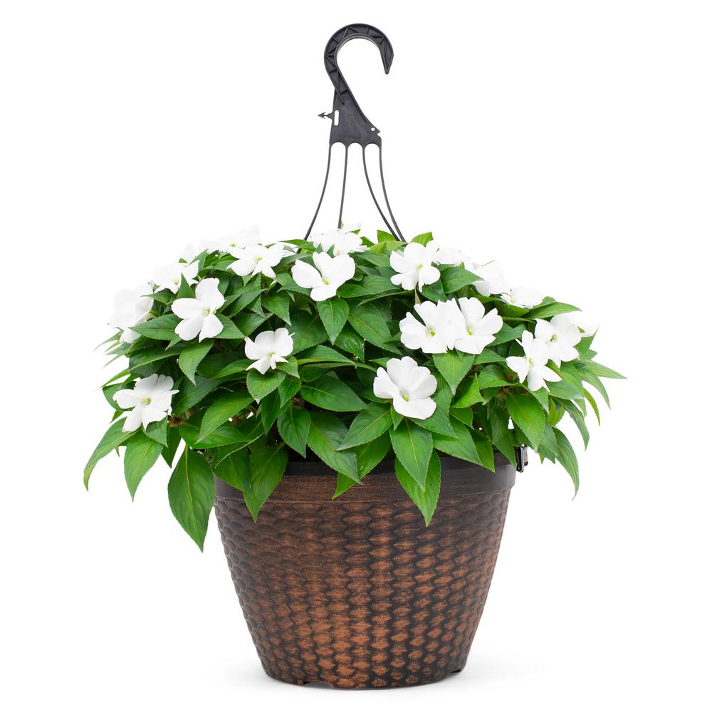 SunPatiens 2 Gal. Sunpatien Impatien Plant White Flowers in 12 In