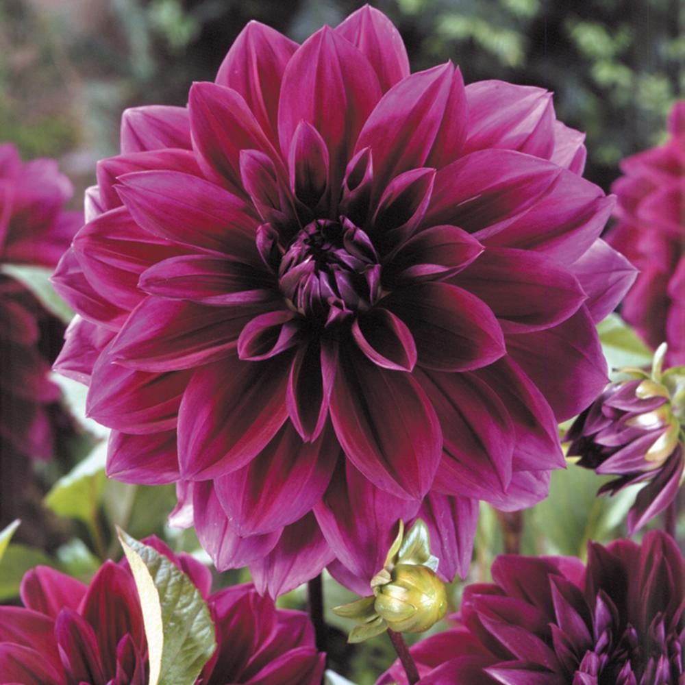 Purple Summer To Fall Flower Bulbs Garden Plants Flowers Dahlias Thomas Edison Bulbs Set Of 5