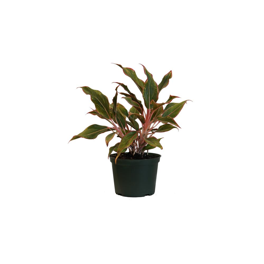 United Nursery Aglaonema Siam Aurora Live Indoor Outdoor Houseplant In Grower Pot 12 In 17 In Tall 27223 The Home Depot,Hot Water Heater Repair Kit