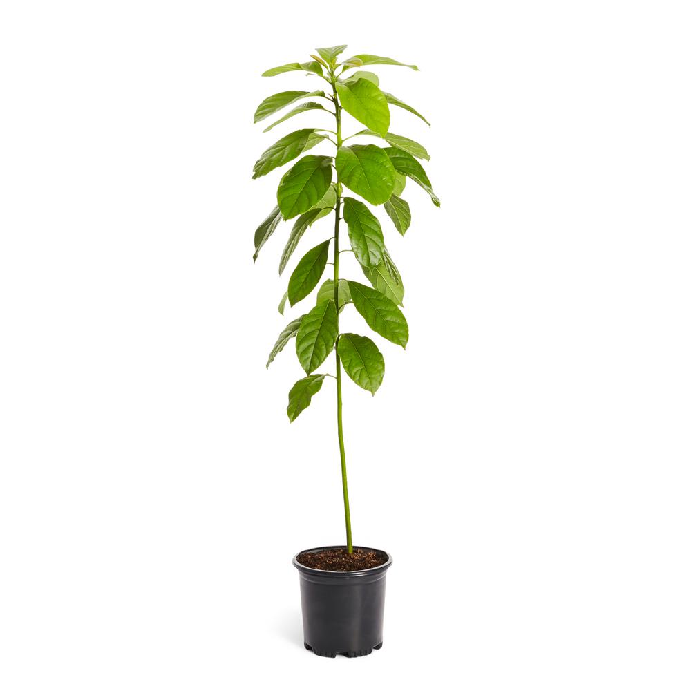 Avocado Trees Plants Garden Flowers Garden Center The Home