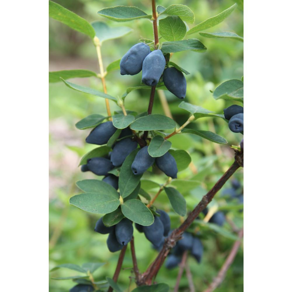 Proven Winners Yezberry Honey Bunch Japanese Haskap (Lonicera) Live