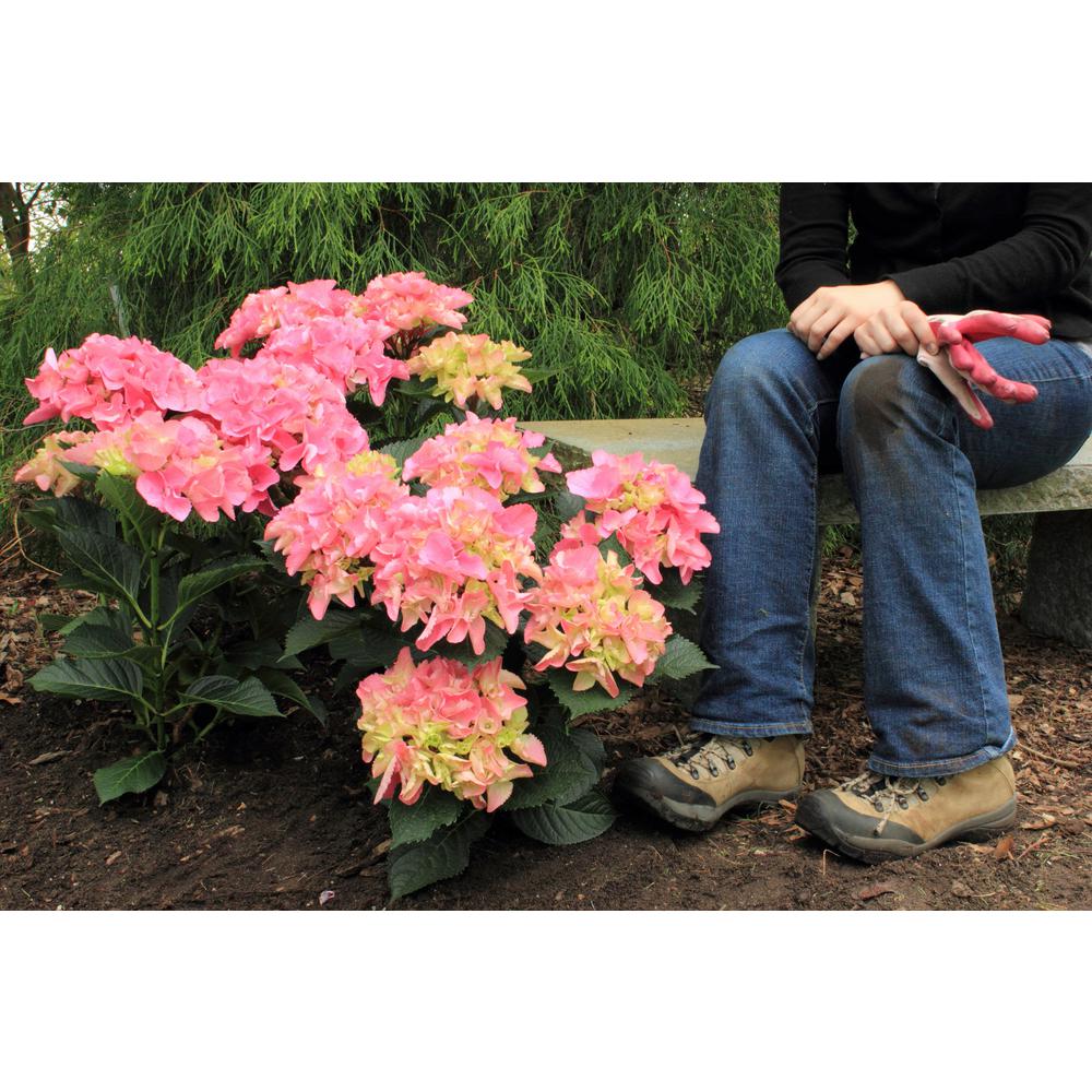 Macrophylla Pink Cityline Paris Bigleaf Hydrangea Red and Green Flowers 1 Gal Live Shrub