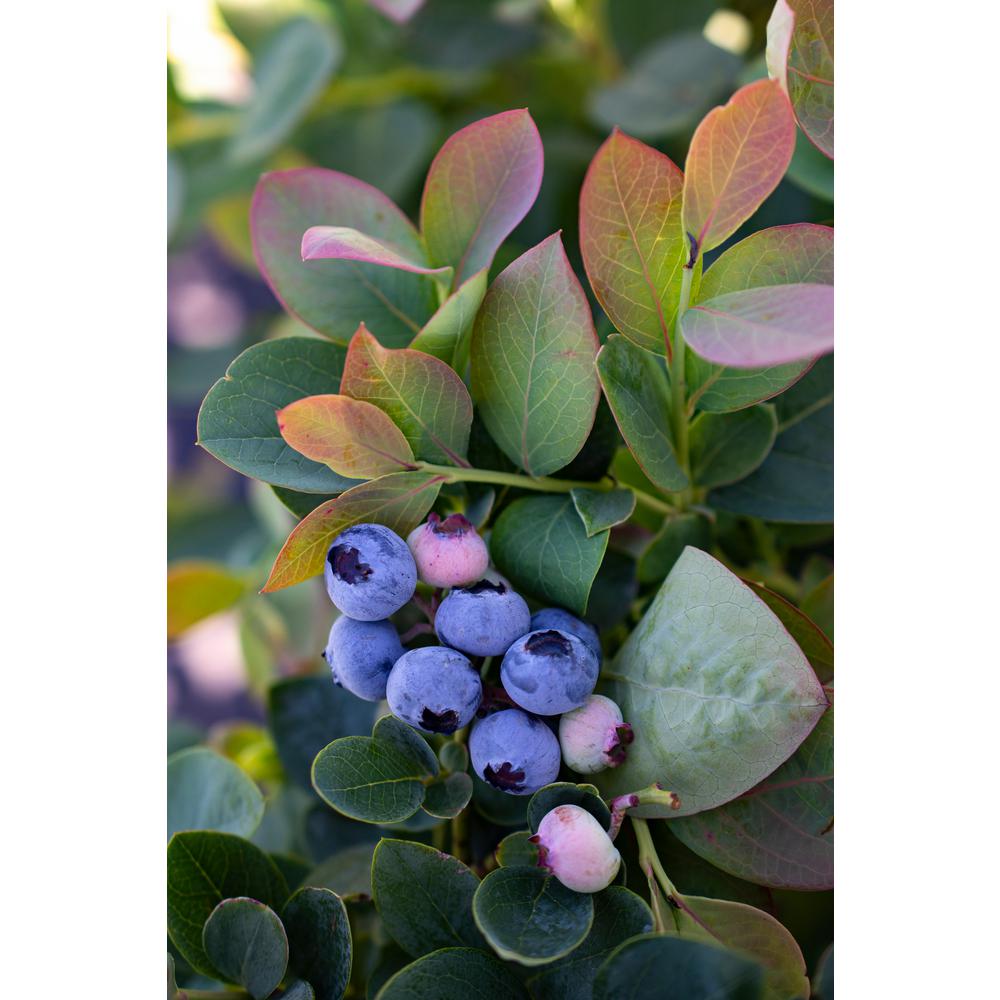 Cottage Farms Direct Bushel And Berry 3 5 In Pots Silver Dollar
