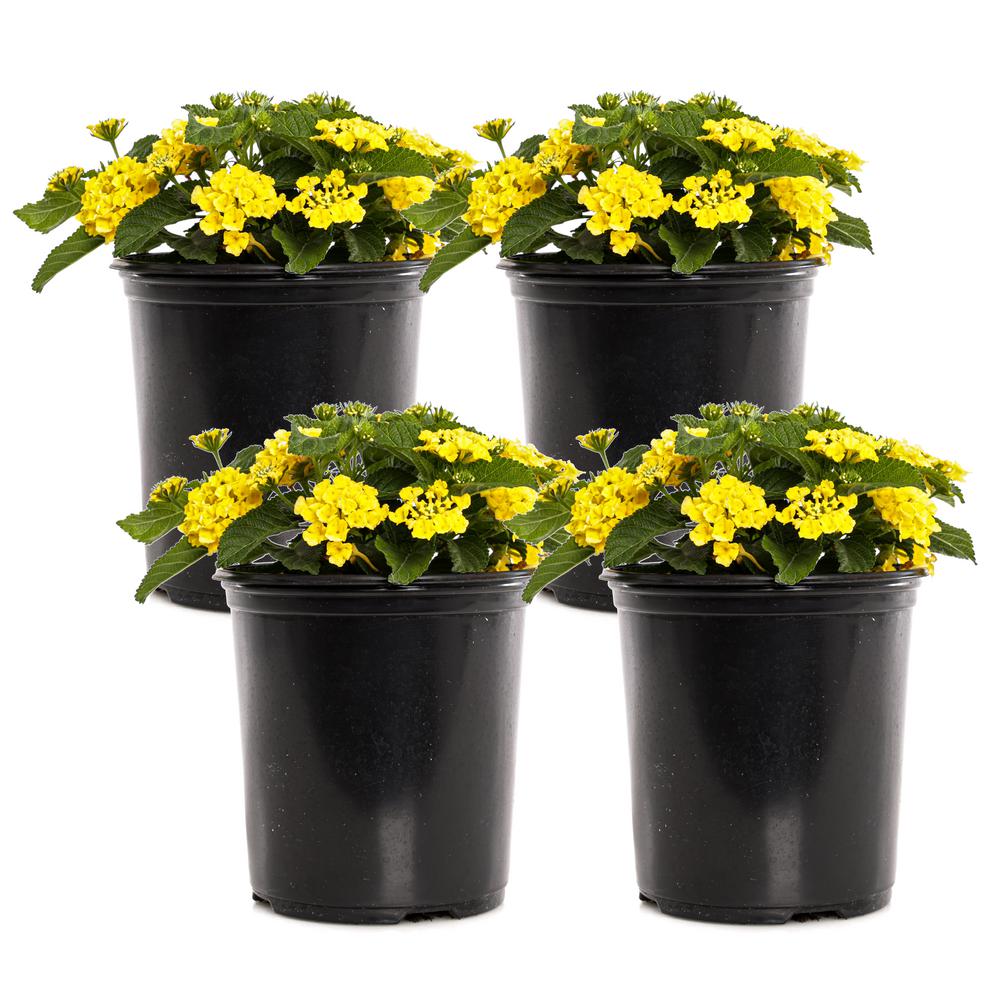 1 Gal. Yellow Lantana Bandana Plant (4Pack)LANBANYY0GPH4 The Home Depot
