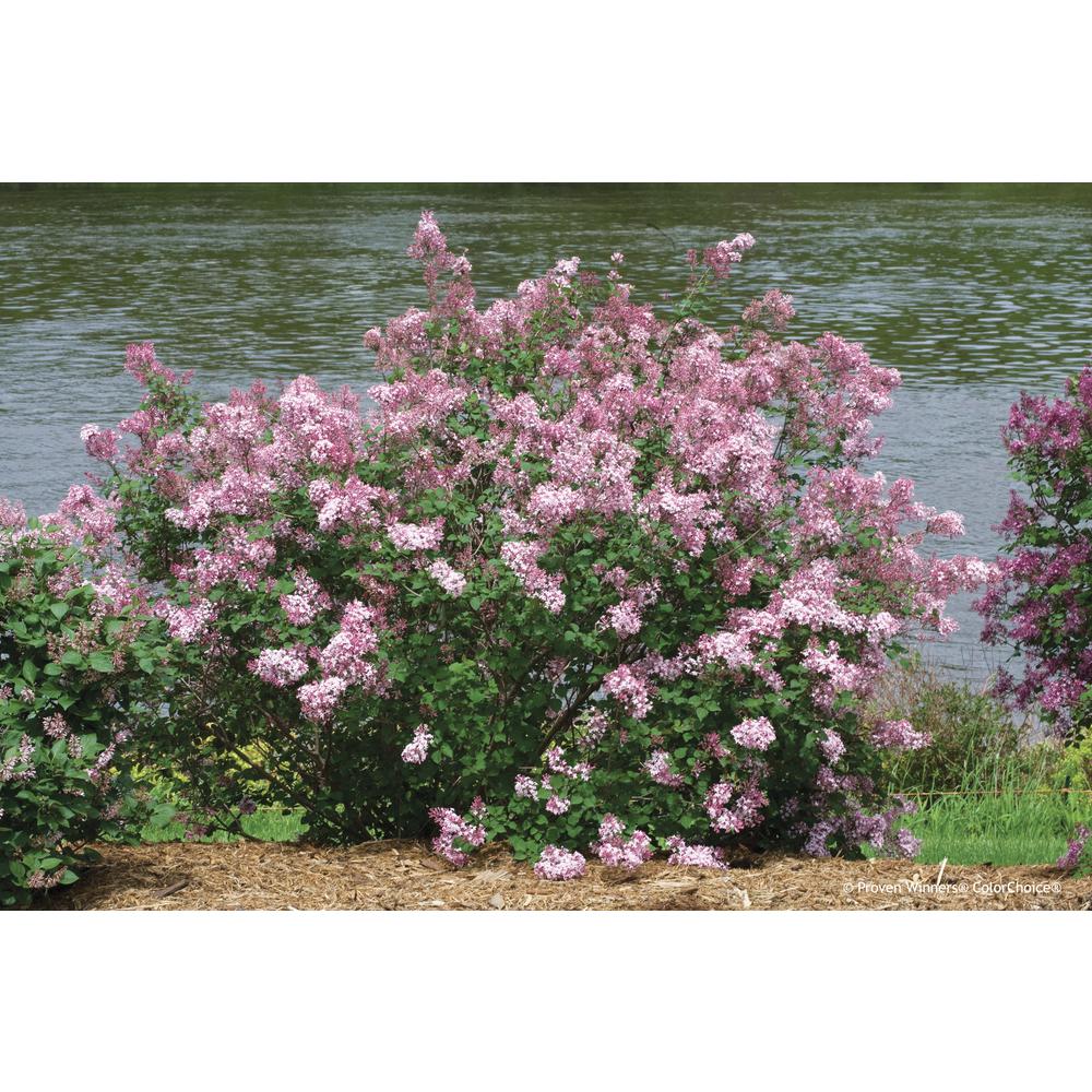 Proven Winners 1 Gal. Bloomerang Pink Perfume Reblooming Lilac (Syringa