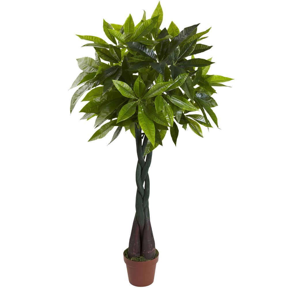a real money tree