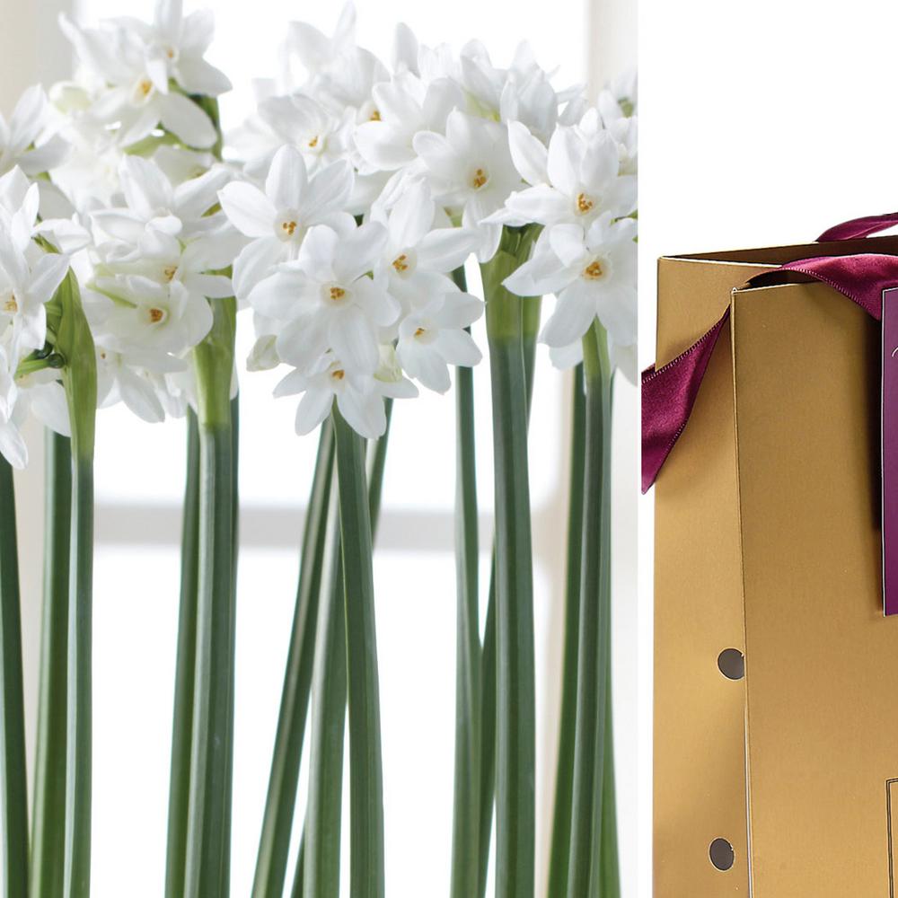 Paperwhite Bulb In Gold Gift Bag 6 Bulbs Paperwhite Bulb In Gold Gift Bag 6 Bulbs