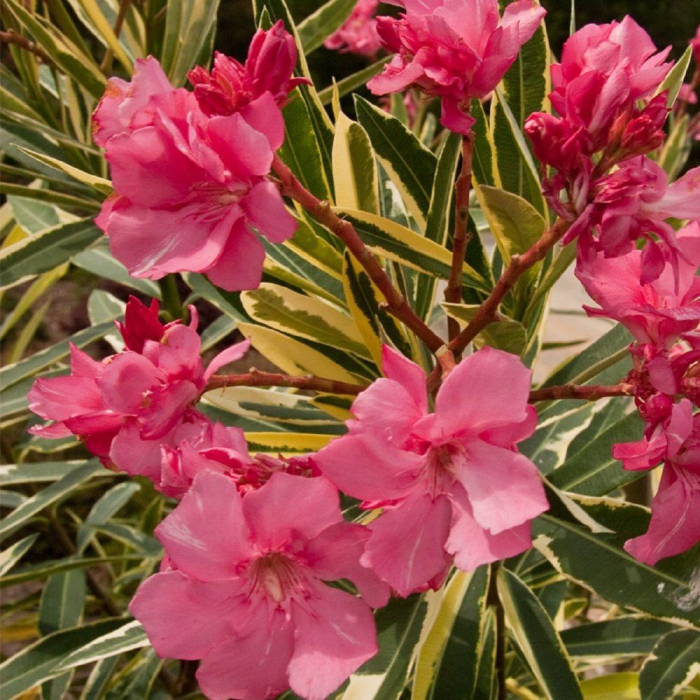 Southern Living Plant Collection 3 Gal Twist Of Pink Oleander Southern Living Plant Collection 3 Gal Twist Of Pink Oleander Evergreen Shrub Green