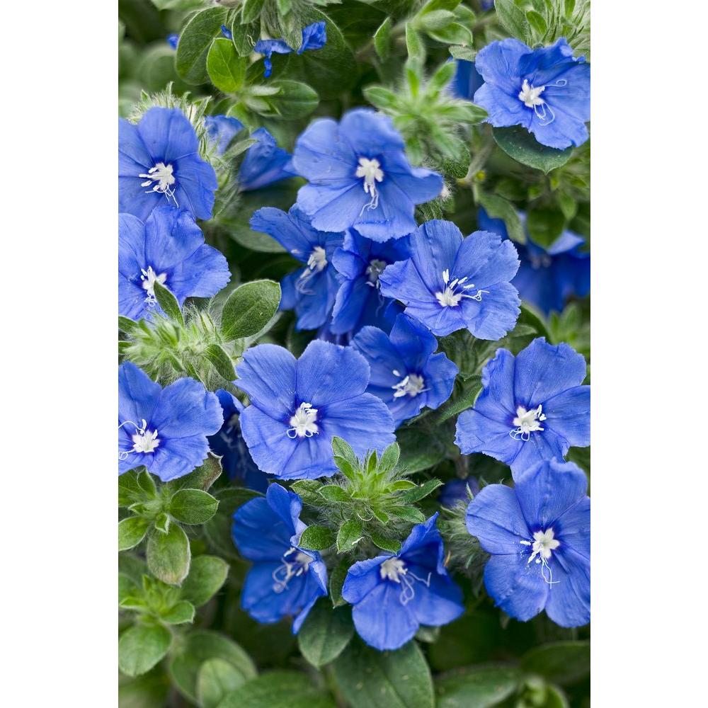 Proven Winners Blue My Mind Dwarf Morning Glory Evolvulus Live Proven Winners Blue My Mind Dwarf Morning Glory Evolvulus Live Plant Flowers 4 25 In Grande Pack Evoprw1057524 The Home Depot