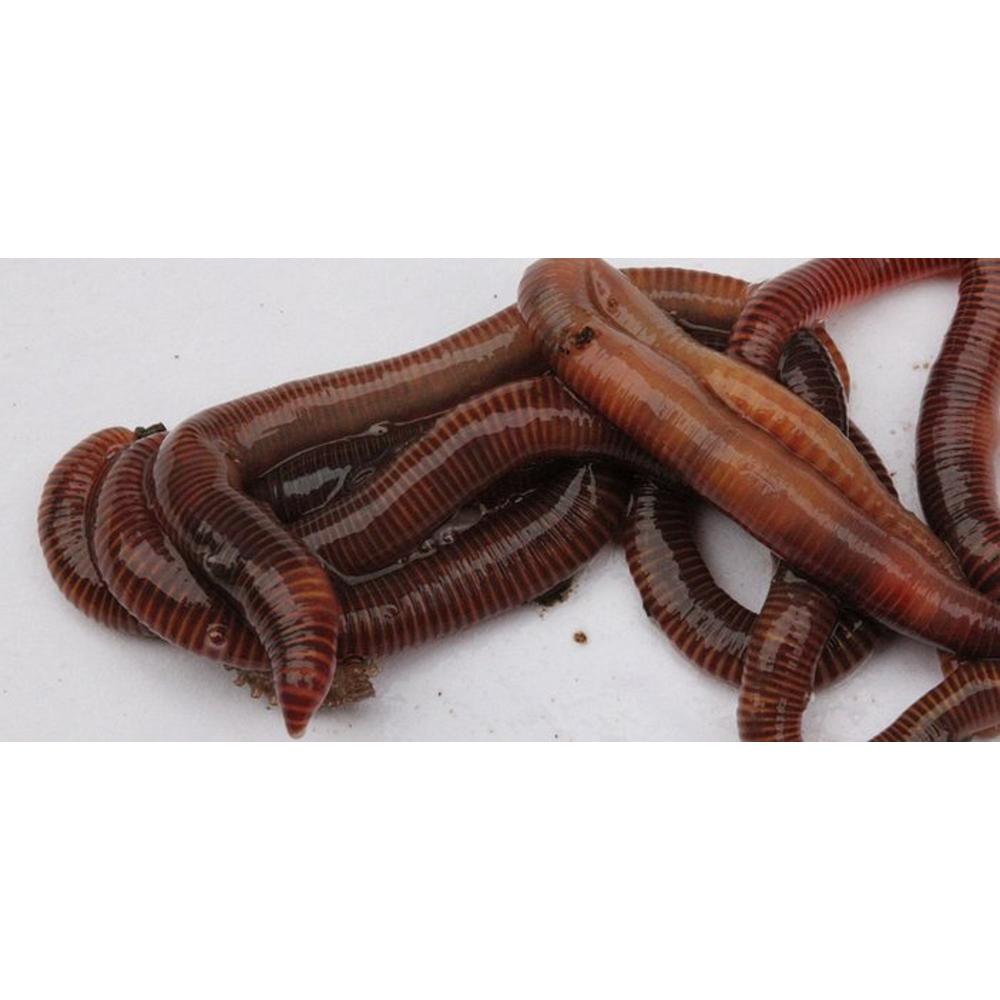 250 Green Gardener Composting//Tiger Worms