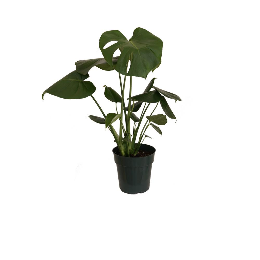 Philodendron Monstera Swiss Cheese MultiStem Plant in 6