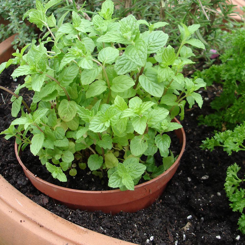 Bonnie Plants 19 3 Oz Peppermint Plant 2 Pack 2p5108 The Home Depot