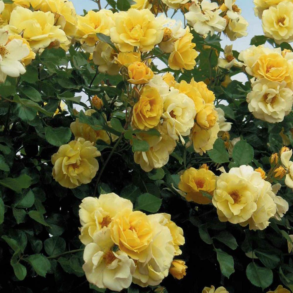 Spring Hill Nurseries Sky's The Limit Climbing Yellow Rose Flowers Live