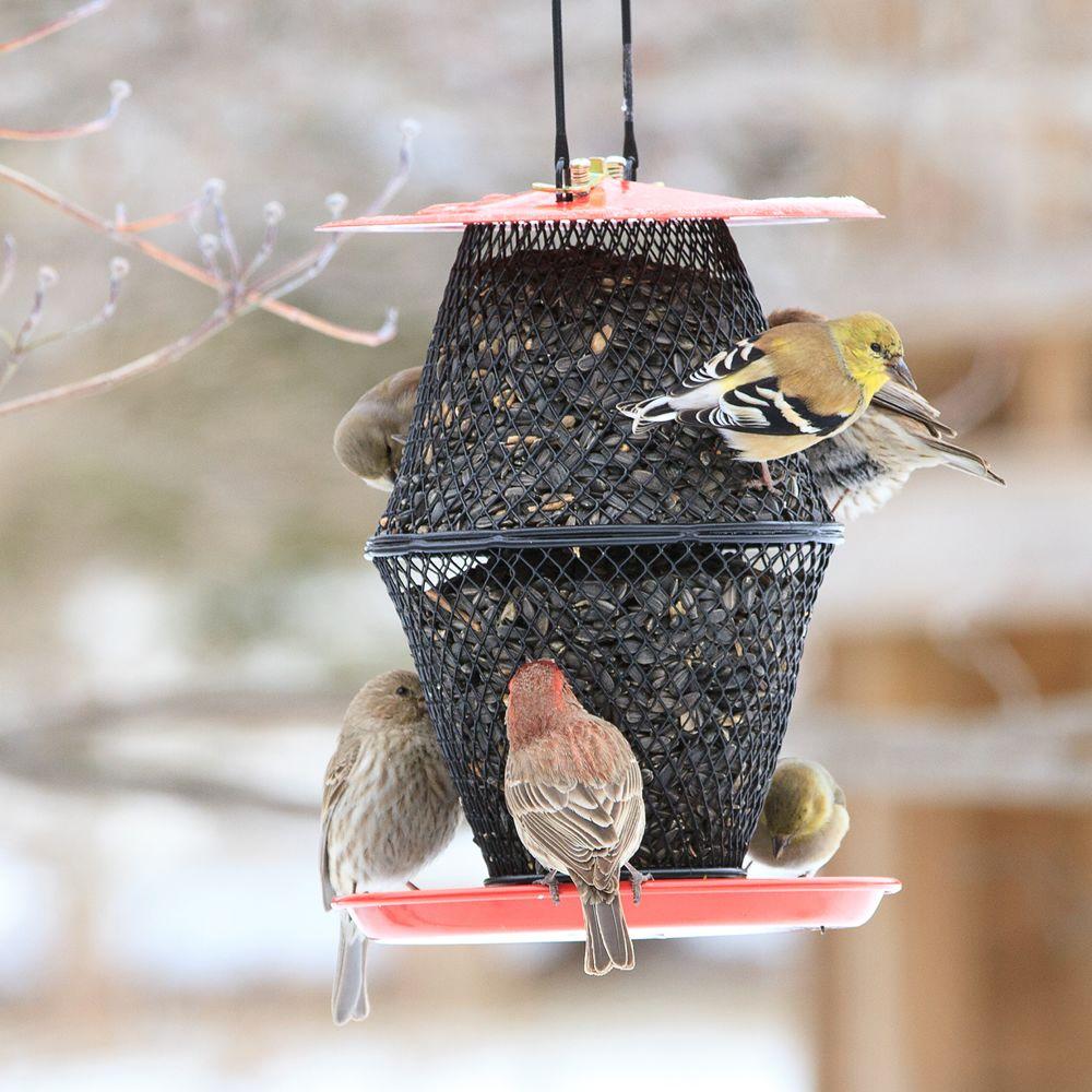 No No Sunflower Lantern Hanging Bird Feeder 1 7 Lb Capacity
