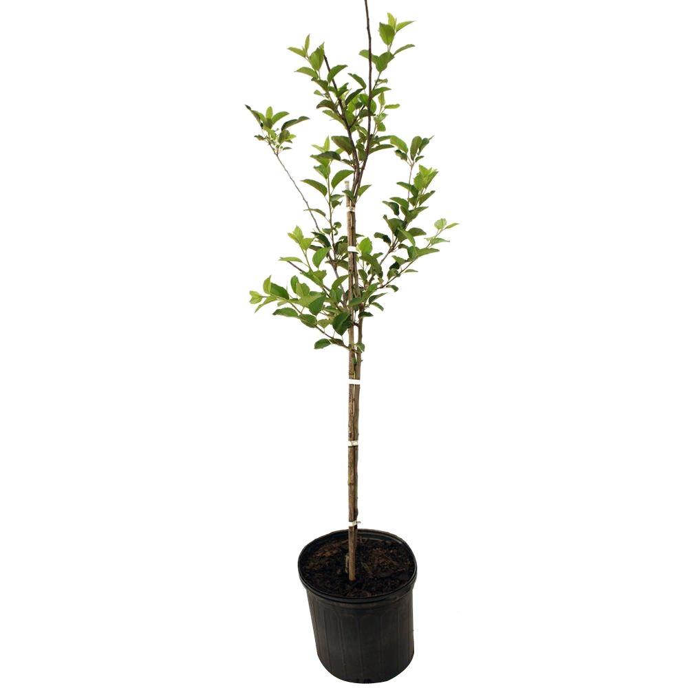 Golden Delicious Apple TreeAPPGOL05G The Home Depot