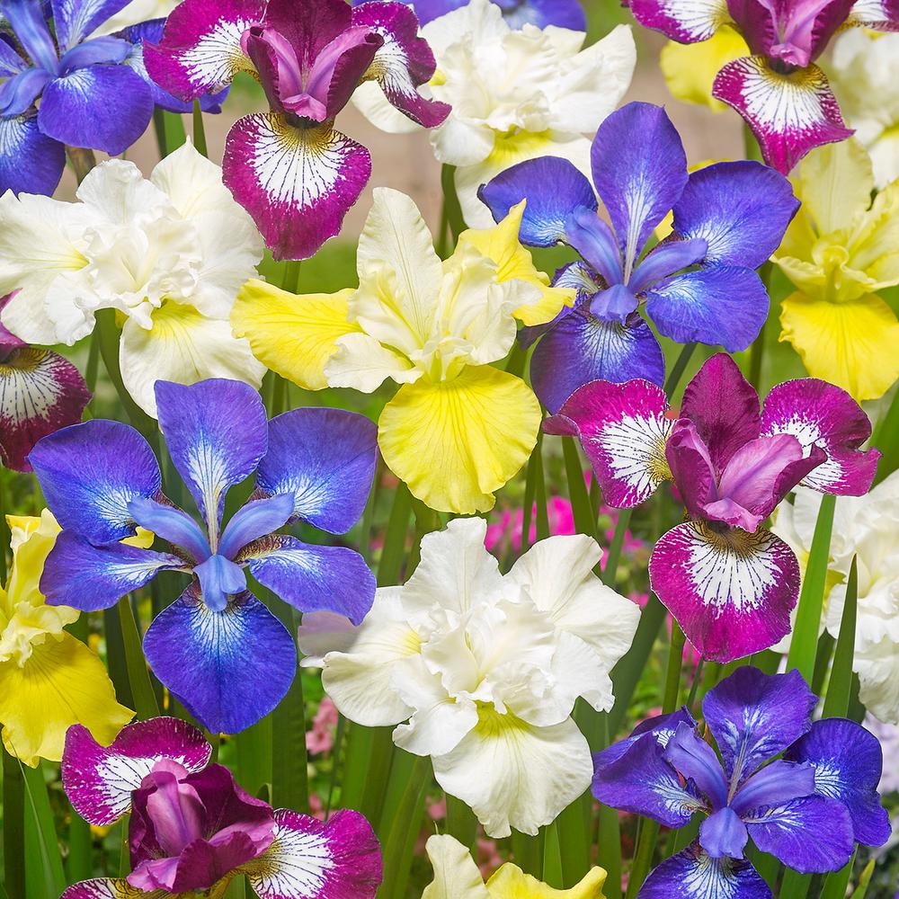 Iris Flower Bulbs Garden Plants Flowers The Home Depot New And Exclusive Iris Siberica Speciality Mixture 339 Roots 5 Set