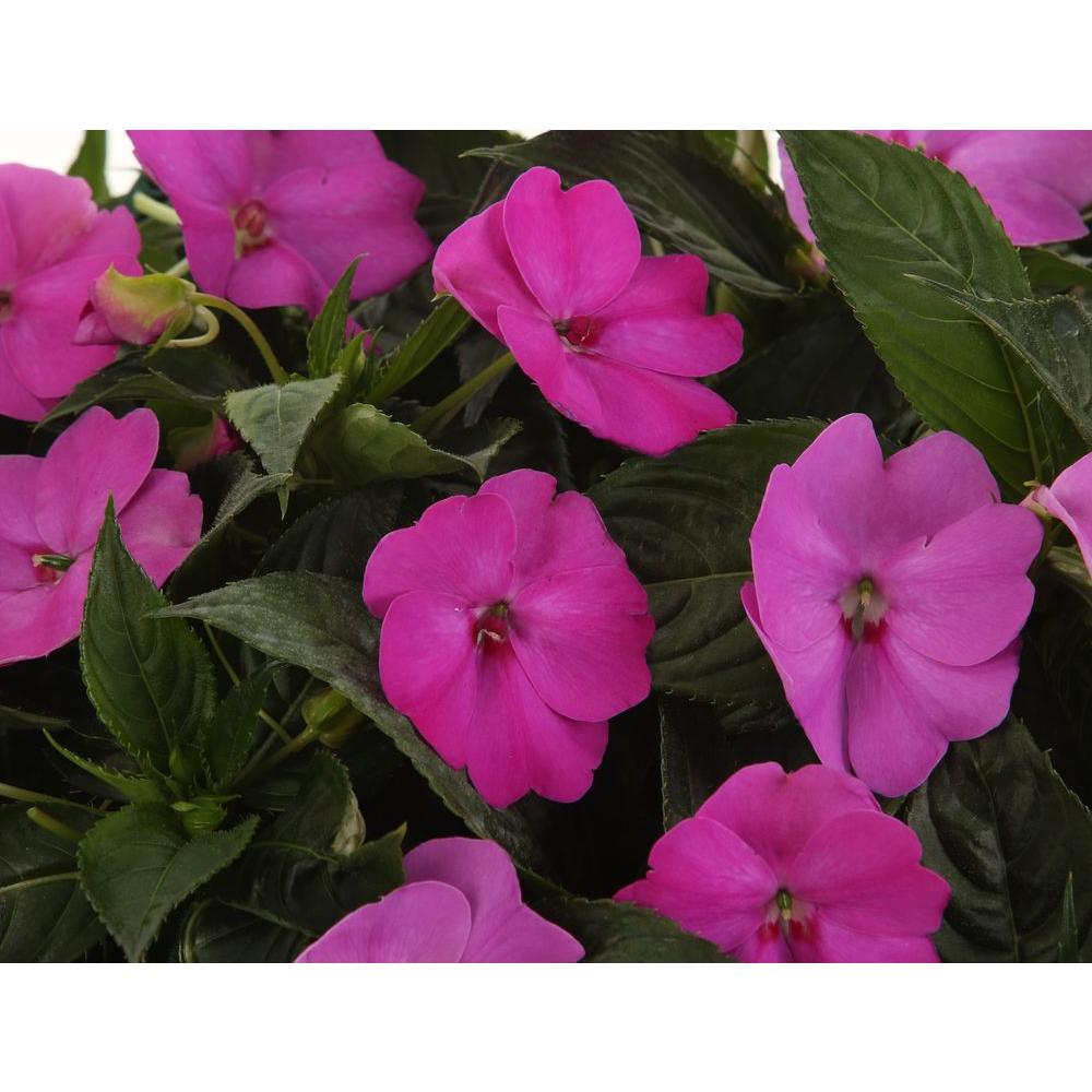 Proven Winners 4.25 in. Spreading Lavender Sunpatiens Grande